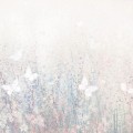 tapeta daisy powder (1).jpg