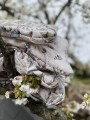 baby-bedding-onithology