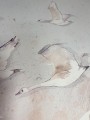 malumi wallpaper clouds and birds