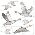 wall stickers geese