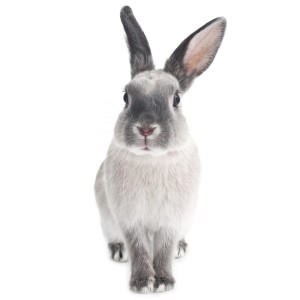 DEKORNIK - WALL STICKER RABBIT HARRY