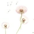 wallpaper dandelions