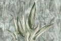 wallpaper jungle leaves