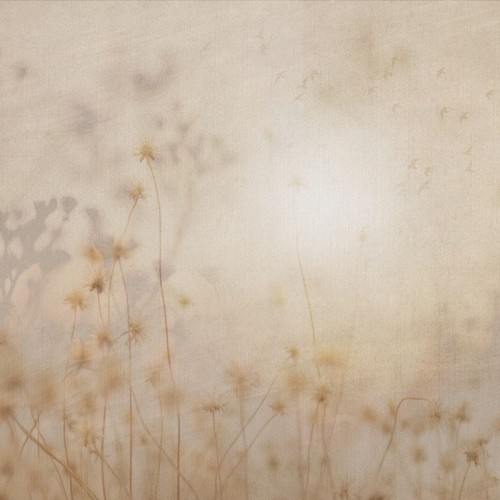 wallpaper sunny day