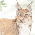 wallpaper woodlet family