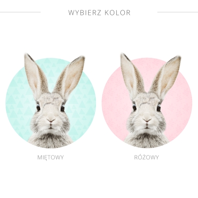 krolik_tło